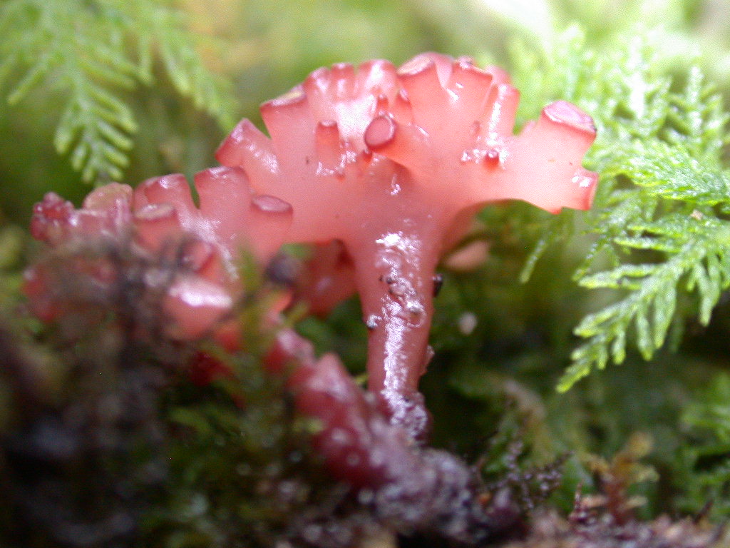 Sconosciuto (cfr. Ascocoryne sp.)